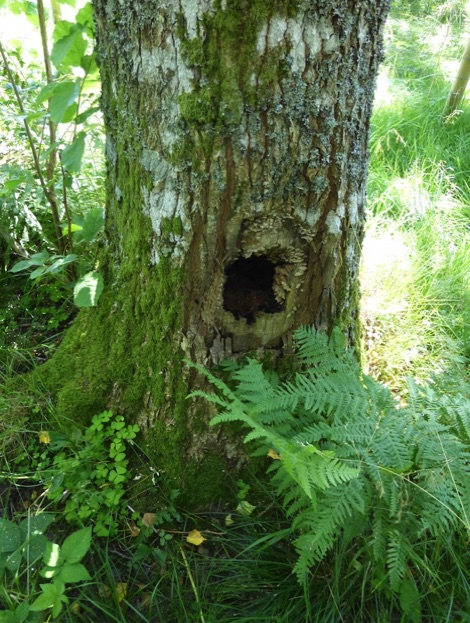 hole in old tree